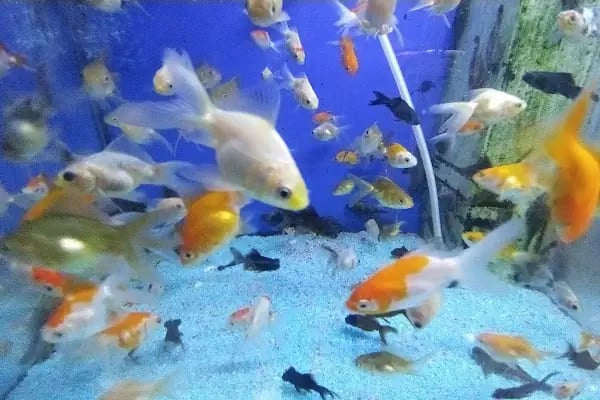 Hekimoğlu Petshop - Resim 17