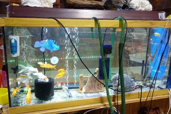 Hekimoğlu Petshop - Resim 14