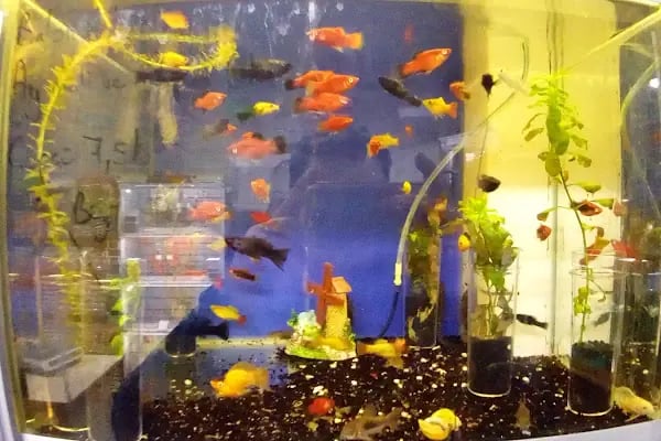 Hekimoğlu Petshop - Resim 5