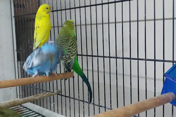 Hekimoğlu Petshop - Resim 18