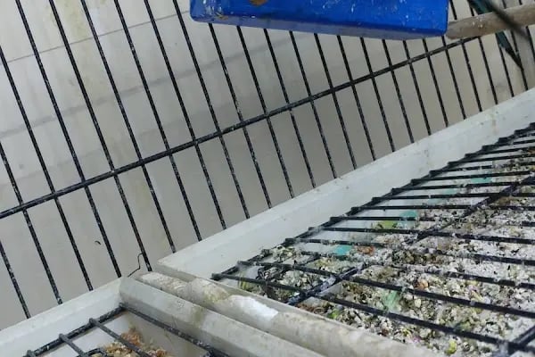 Hekimoğlu Petshop - Resim 15