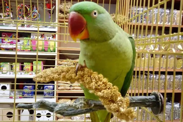 Hekimoğlu Petshop - Resim 3