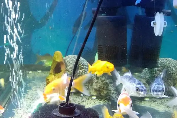 Hekimoğlu Petshop - Resim 20