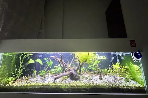 Noble Petshop ve akvaryum - Resim 8