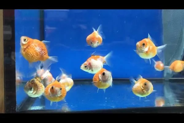 Noble Petshop ve akvaryum - Resim 15