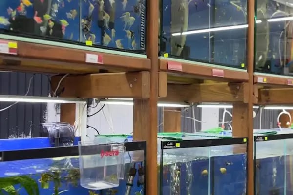 Noble Petshop ve akvaryum - Resim 2