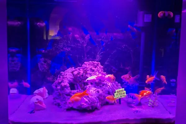Noble Petshop ve akvaryum - Resim 3
