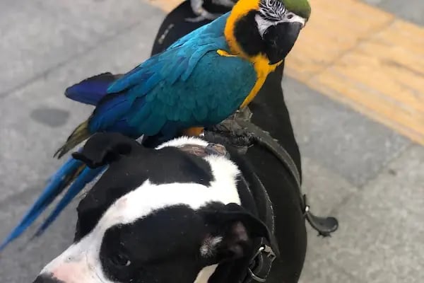 Noble Petshop ve akvaryum - Resim 12