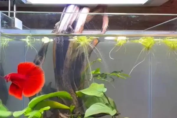 Noble Petshop ve akvaryum - Resim 7