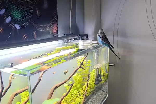 Noble Petshop ve akvaryum - Resim 9
