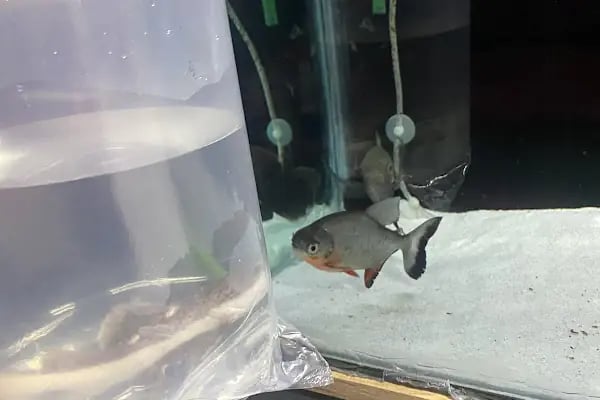Noble Petshop ve akvaryum - Resim 11