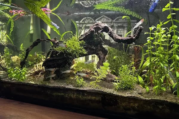 Noble Petshop ve akvaryum - Resim 13