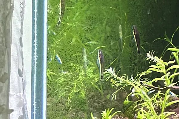 Noble Petshop ve akvaryum - Resim 17