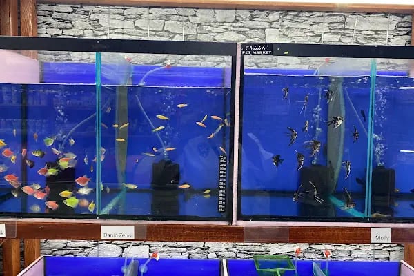 Noble Petshop ve akvaryum - Resim 10