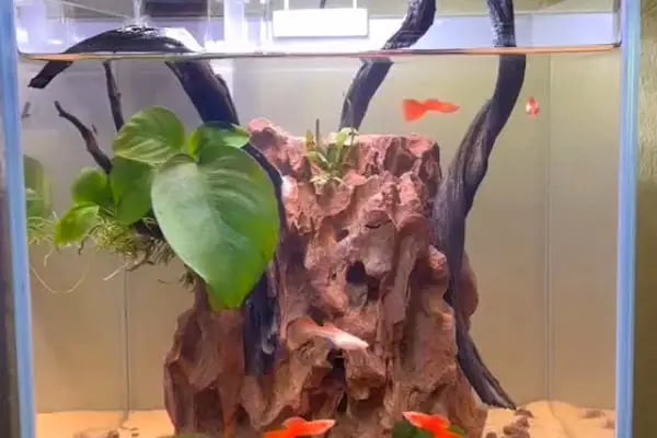 Noble Petshop ve akvaryum - Resim 5