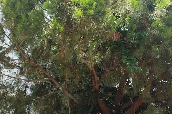 Sayın Sitesi - Resim 1