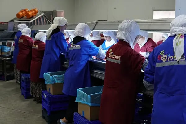 İnsus Dondurulmuş Gıda Ürünleri Sanayi ve Ticaret A.Ş. - Resim 19