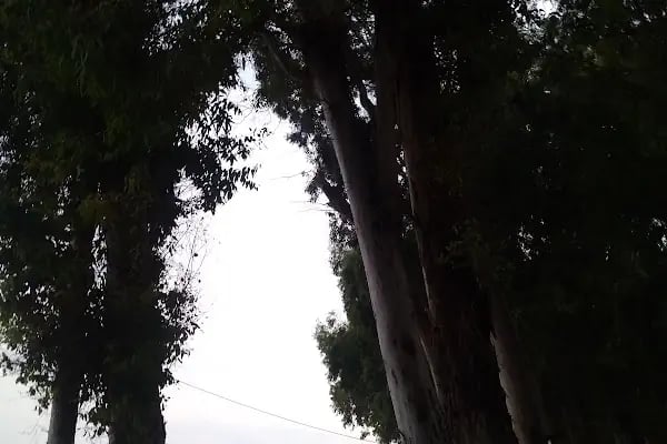Doğan Tatil Sitesi - Resim 15