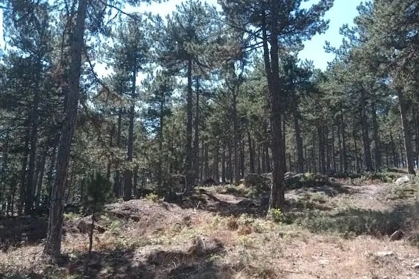Karınca Çocuk Oyun Parkı &Cafe&Parti Evi - Resim 17
