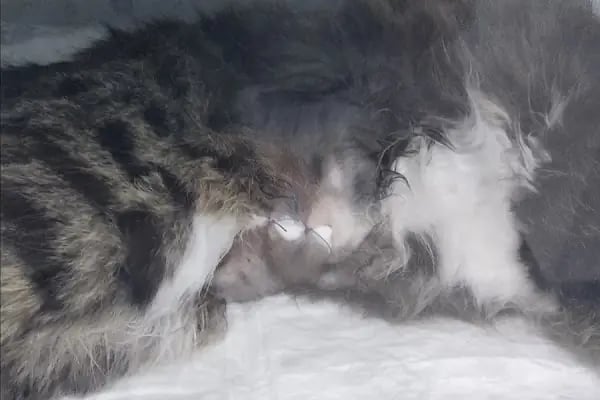 Çınar Veteriner Kliniği - Resim 18