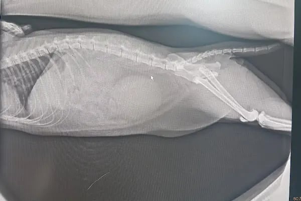 Çınar Veteriner Kliniği - Resim 15