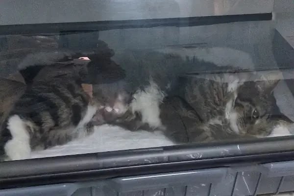 Çınar Veteriner Kliniği - Resim 17