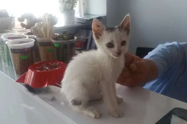 Çınar Veteriner Kliniği - Resim 7