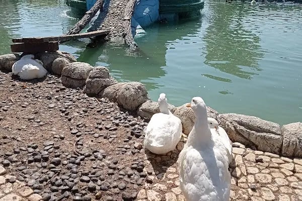 Karatay Belediyesi Hayvanat Bahçesi - Resim 6