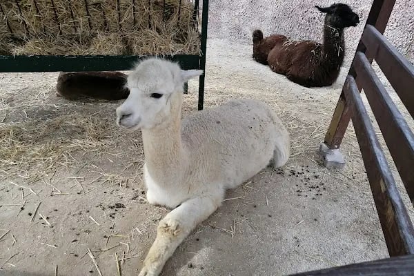 Karatay Belediyesi Hayvanat Bahçesi - Resim 2