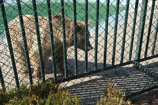 Karatay Belediyesi Hayvanat Bahçesi - Resim 3