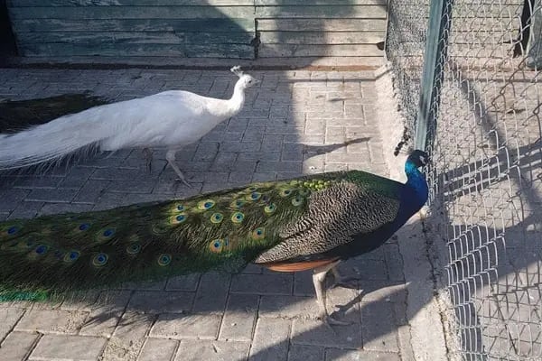 Karatay Belediyesi Hayvanat Bahçesi - Resim 13