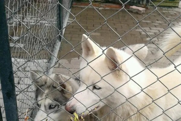 Karatay Belediyesi Hayvanat Bahçesi - Resim 19