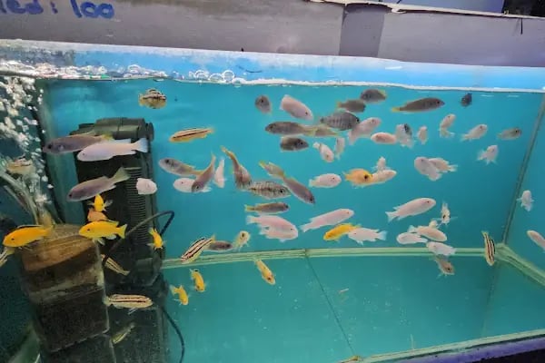Elit Petshop Adalet Şubesi - Resim 16