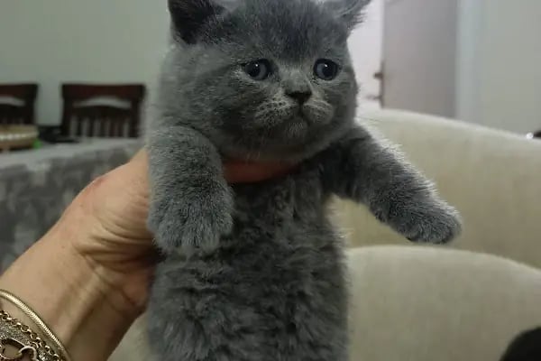 DEMET PETSHOP - Pomeranian Toypoodle Muhabbet Kuşu Papağan Kedi Köpek Balık Akvaryum Tavşan Hamster Kaplumbağ - Resim 6