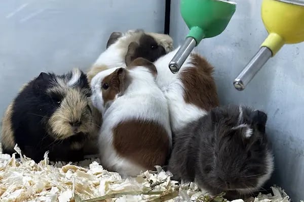 DEMET PETSHOP - Pomeranian Toypoodle Muhabbet Kuşu Papağan Kedi Köpek Balık Akvaryum Tavşan Hamster Kaplumbağ - Resim 19