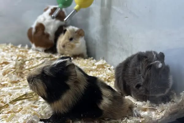 DEMET PETSHOP - Pomeranian Toypoodle Muhabbet Kuşu Papağan Kedi Köpek Balık Akvaryum Tavşan Hamster Kaplumbağ - Resim 7
