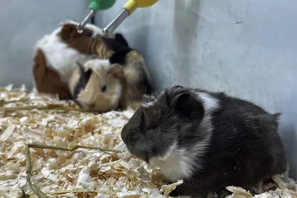 DEMET PETSHOP - Pomeranian Toypoodle Muhabbet Kuşu Papağan Kedi Köpek Balık Akvaryum Tavşan Hamster Kaplumbağ - Resim 5