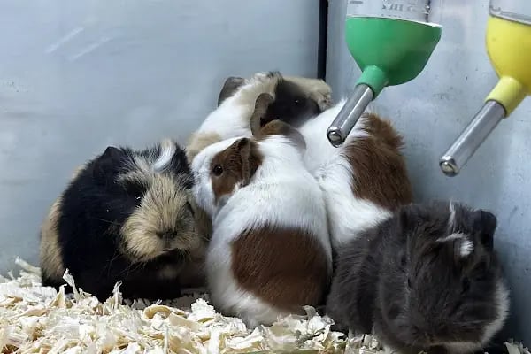 DEMET PETSHOP - Pomeranian Toypoodle Muhabbet Kuşu Papağan Kedi Köpek Balık Akvaryum Tavşan Hamster Kaplumbağ - Resim 16
