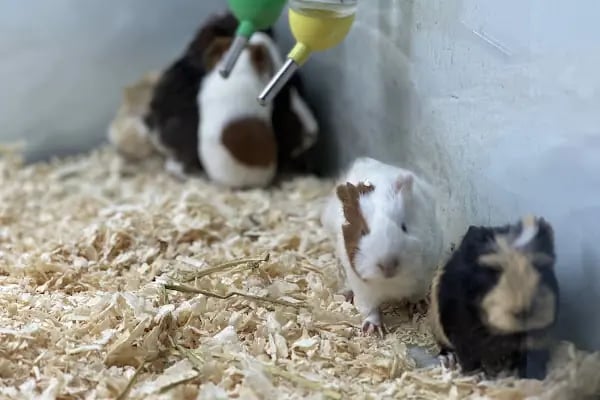 DEMET PETSHOP - Pomeranian Toypoodle Muhabbet Kuşu Papağan Kedi Köpek Balık Akvaryum Tavşan Hamster Kaplumbağ - Resim 10