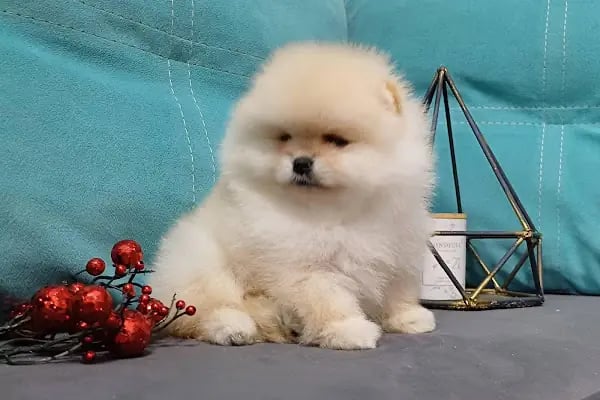 DEMET PETSHOP - Pomeranian Toypoodle Muhabbet Kuşu Papağan Kedi Köpek Balık Akvaryum Tavşan Hamster Kaplumbağ - Resim 1