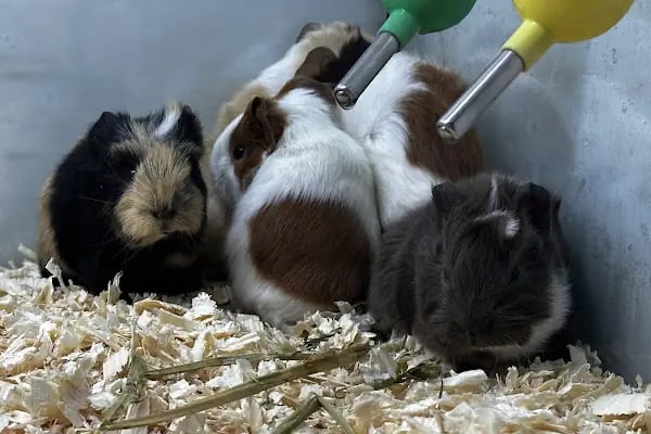 DEMET PETSHOP - Pomeranian Toypoodle Muhabbet Kuşu Papağan Kedi Köpek Balık Akvaryum Tavşan Hamster Kaplumbağ - Resim 13