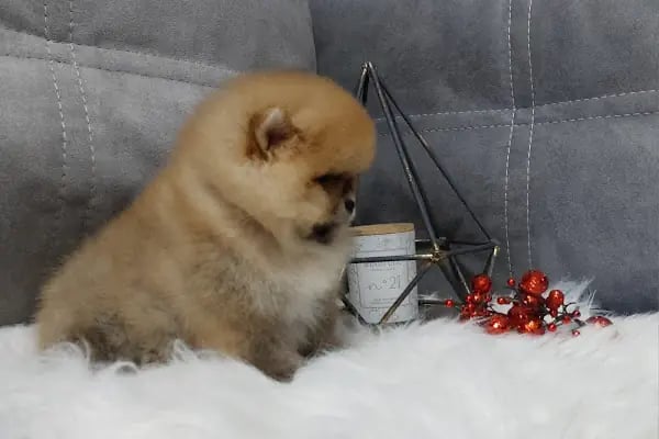 DEMET PETSHOP - Pomeranian Toypoodle Muhabbet Kuşu Papağan Kedi Köpek Balık Akvaryum Tavşan Hamster Kaplumbağ - Resim 12