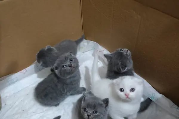DEMET PETSHOP - Pomeranian Toypoodle Muhabbet Kuşu Papağan Kedi Köpek Balık Akvaryum Tavşan Hamster Kaplumbağ - Resim 4