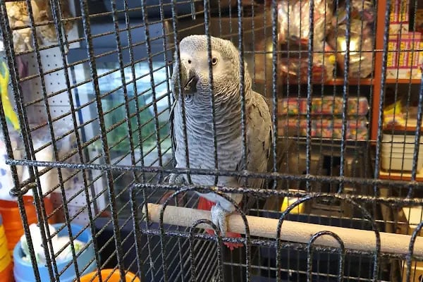 DEMET PETSHOP - Pomeranian Toypoodle Muhabbet Kuşu Papağan Kedi Köpek Balık Akvaryum Tavşan Hamster Kaplumbağ - Resim 15
