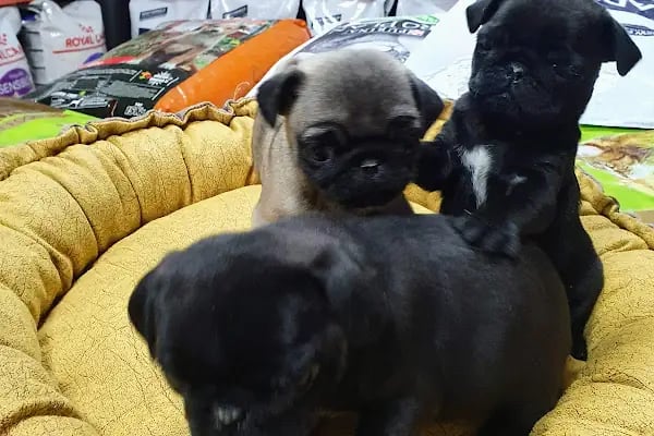 DEMET PETSHOP - Pomeranian Toypoodle Muhabbet Kuşu Papağan Kedi Köpek Balık Akvaryum Tavşan Hamster Kaplumbağ - Resim 14