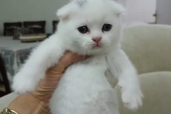 DEMET PETSHOP - Pomeranian Toypoodle Muhabbet Kuşu Papağan Kedi Köpek Balık Akvaryum Tavşan Hamster Kaplumbağ - Resim 11
