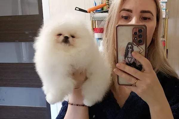 DEMET PETSHOP - Pomeranian Toypoodle Muhabbet Kuşu Papağan Kedi Köpek Balık Akvaryum Tavşan Hamster Kaplumbağ - Resim 8