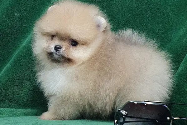 DEMET PETSHOP - Pomeranian Toypoodle Muhabbet Kuşu Papağan Kedi Köpek Balık Akvaryum Tavşan Hamster Kaplumbağ - Resim 9