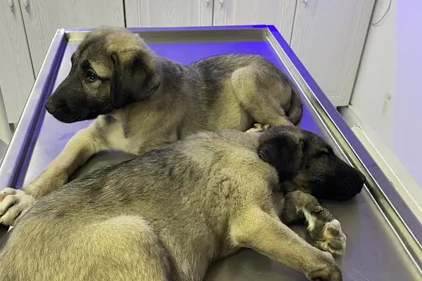 CADDE Veteriner Kliniği- ERZURUM - Resim 9