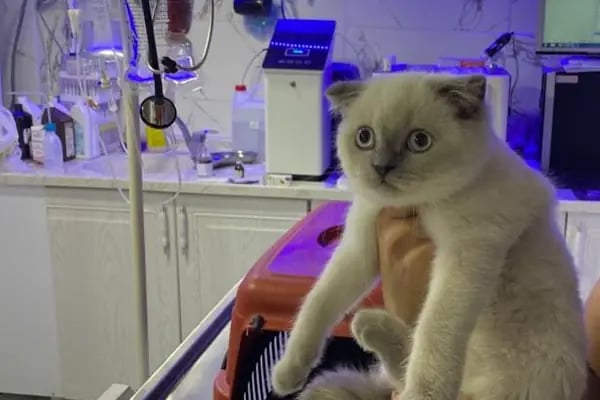 CADDE Veteriner Kliniği- ERZURUM - Resim 4